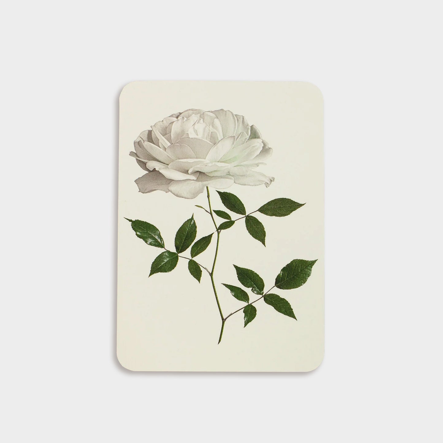 English Flower Collection Greeting Cards - set of 6