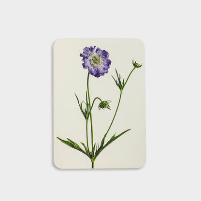 English Flower Collection Greeting Cards - set of 6