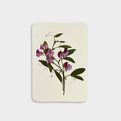English Flower Collection Greeting Cards - set of 6