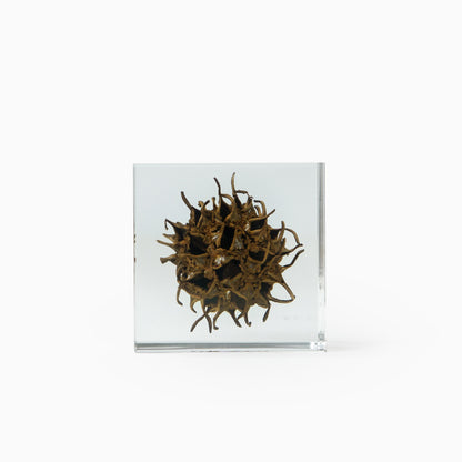 Japanese Botanical Paperweights