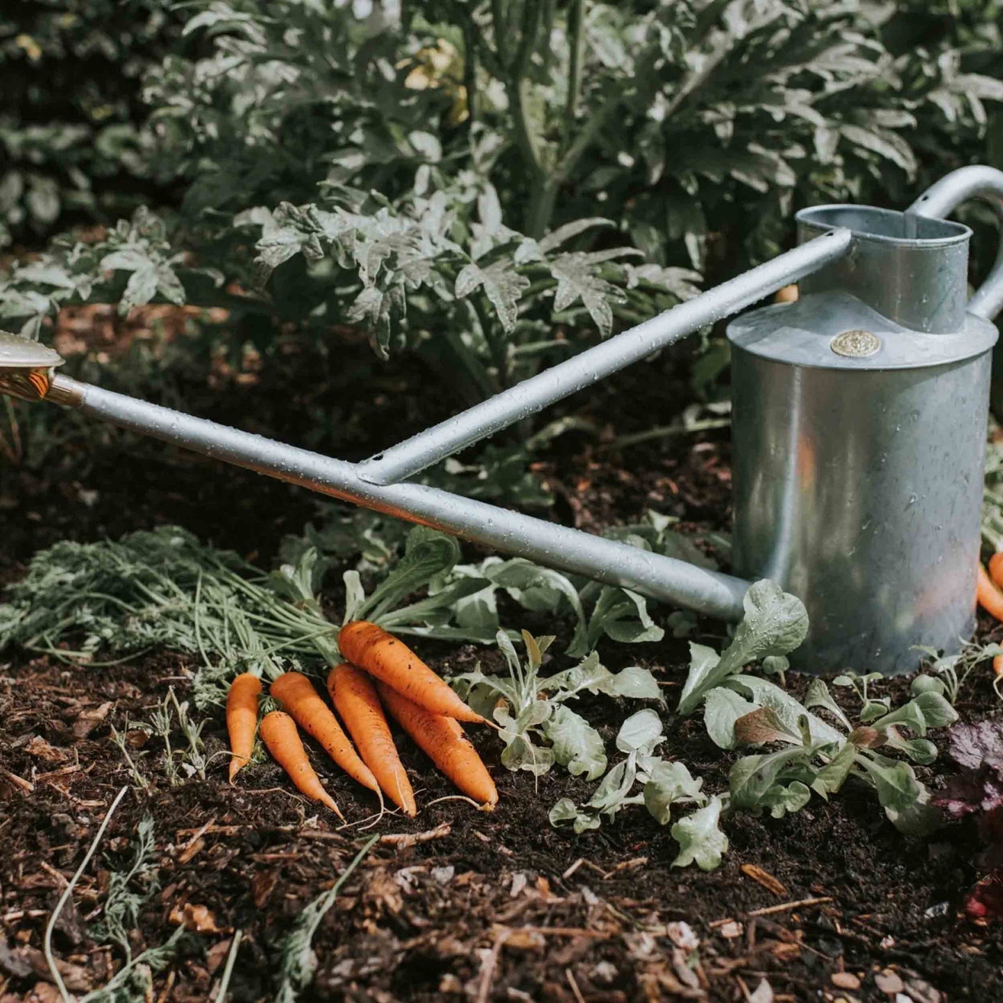 Haws England 2 Gallon HDG Long Reach Watering Can in Galvanized Steel -Professional Series