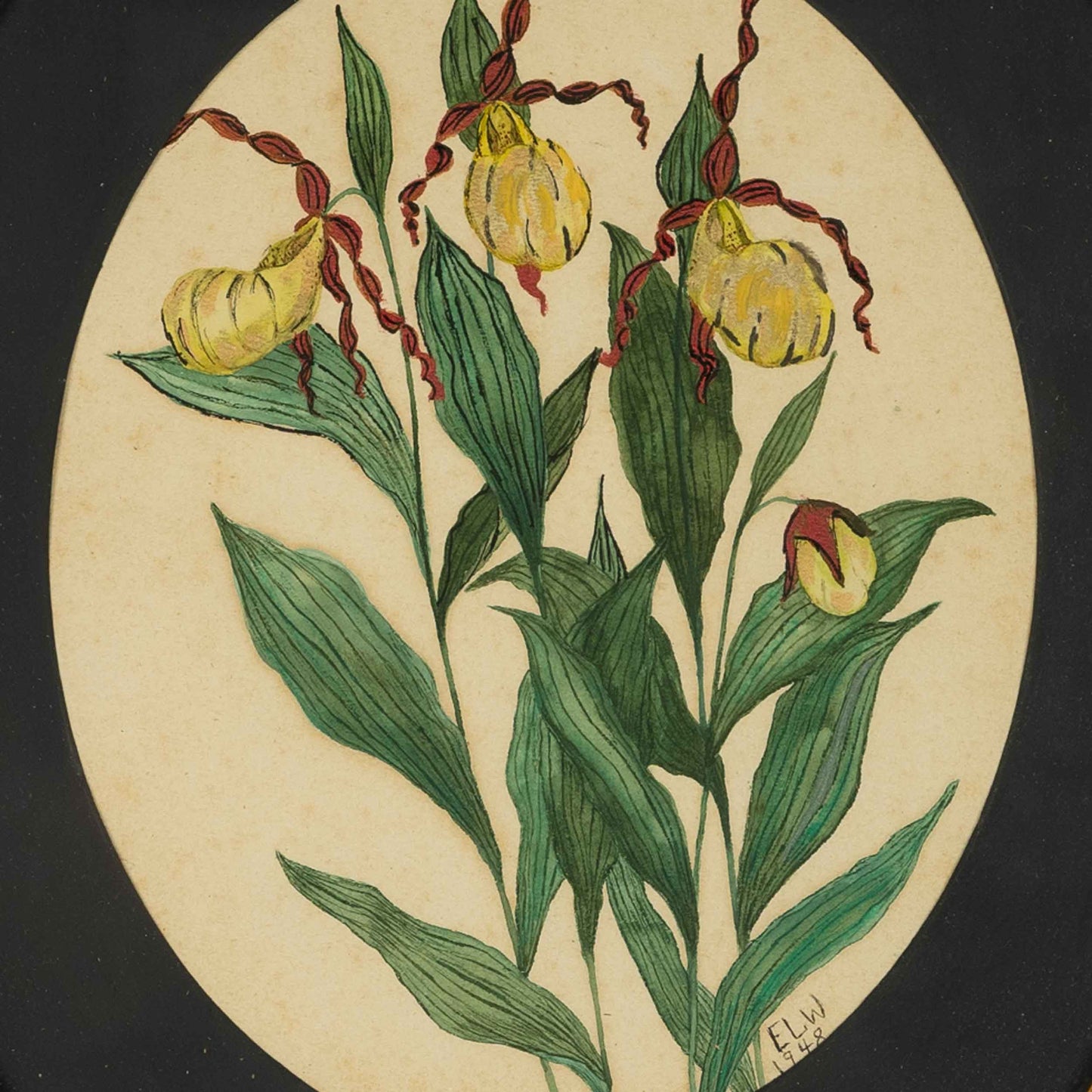 Framed Watercolor of Lady Slipper Orchids, 1948