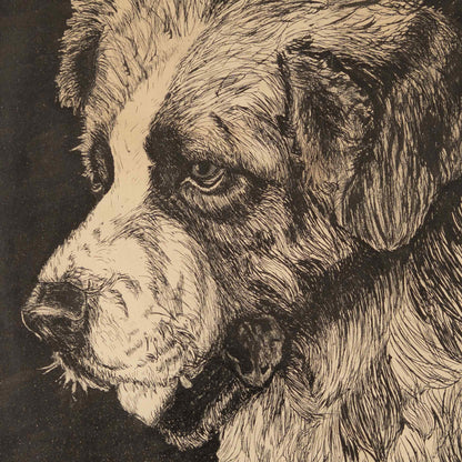 Vintage Saint Bernard Ink Drawing, 1940s