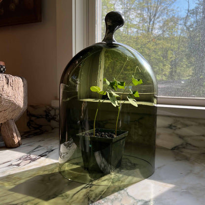 Mouth Blown Glass Cloches in Golden Green