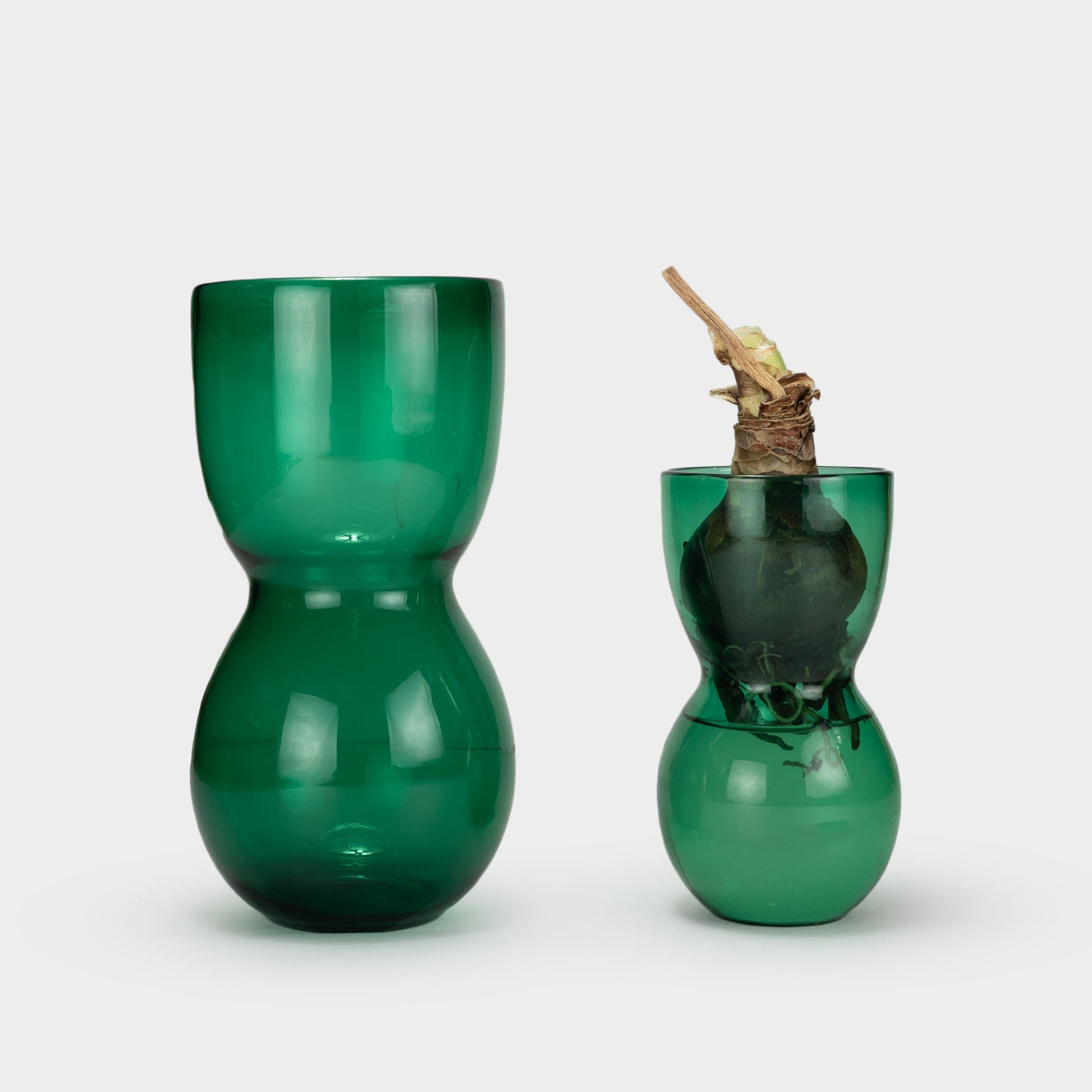 (Sold Out) Blown Glass AMARYLLIS BULB VASE in Emerald