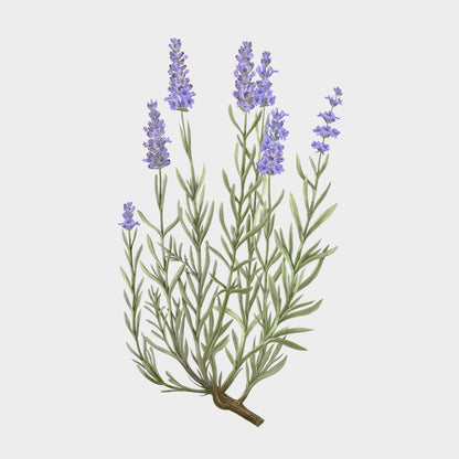 Carrière Frères Lavandula Angustifolia Botanical Palet (Lavender)