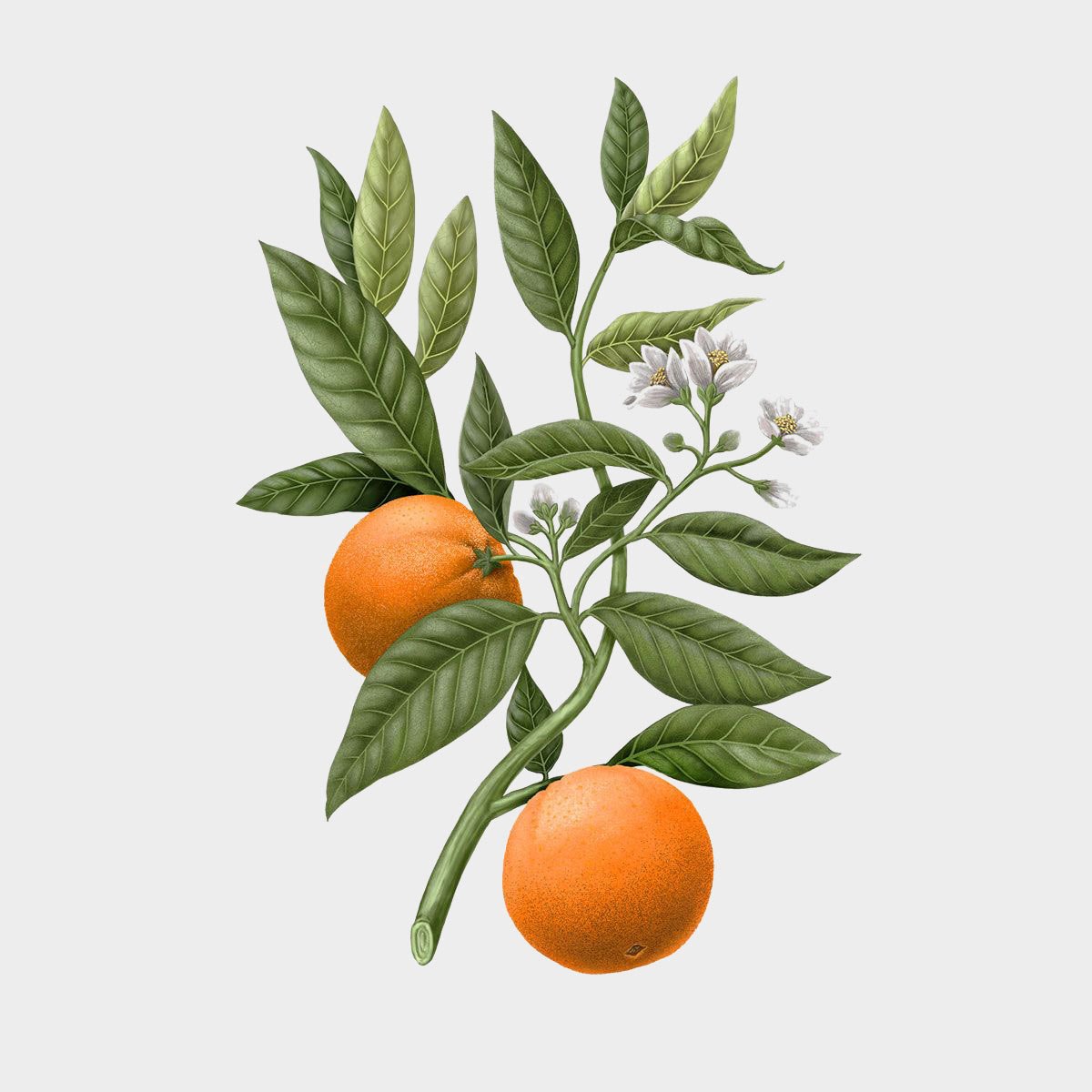 (Waitlist) Carrière Frères Citrus Dulcis Botanical Palet  (Orange Blossom)