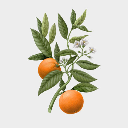 Carrière Frères Citrus Dulcis Candle (Orange Blossom)
