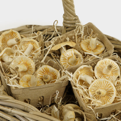 Ceramic Mushroom Ornament Set