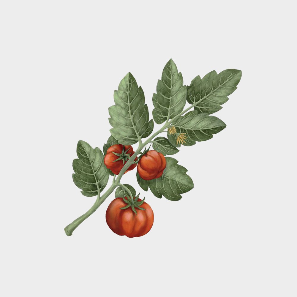 Carrière Frères Lycopersicon Esculentum Room Spray (Tomato)